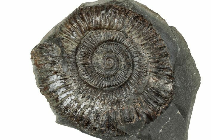 Jurassic Ammonite (Dactylioceras) Fossil - England #351303
